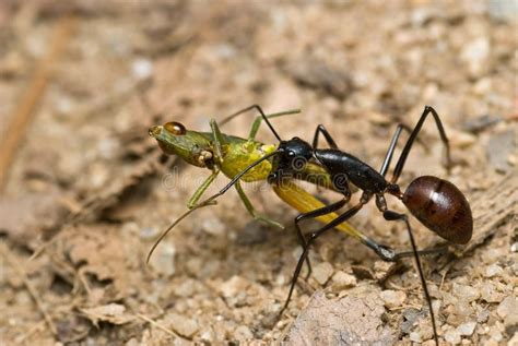 Tropical Giant Ant, Camponotus Gigas Royalty Free Stock Images - Image: 7093009