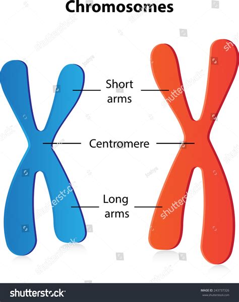 Dna Chromosome Diagram Labeled - Janainataba