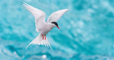 Arctic Tern Migration: A Complete Guide | Birdfact