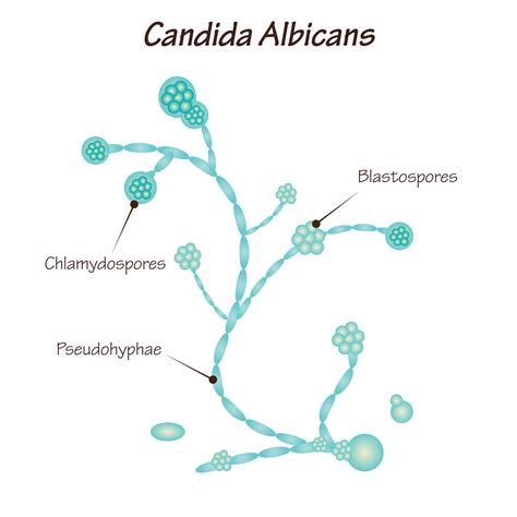 Candida Albicans Drawing