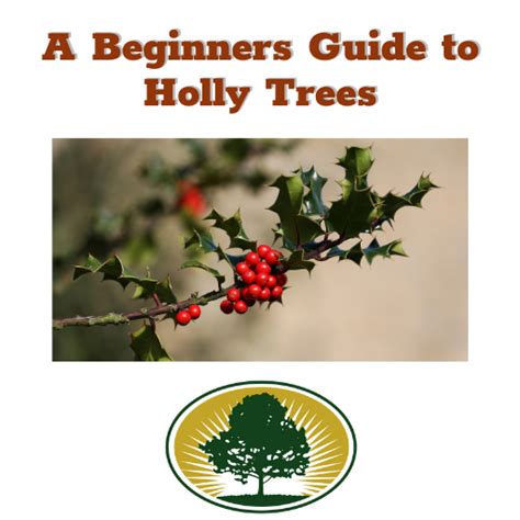 A Beginners Guide to Holly Trees - Precision Tree & Landscape