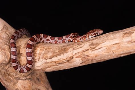 Hatchling Carolina Corn Snake (Pantherophis guttatus) | Coast To Coast Exotics