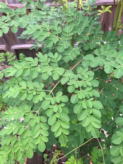 Organic Fresh Moringa Leaves - Etsy