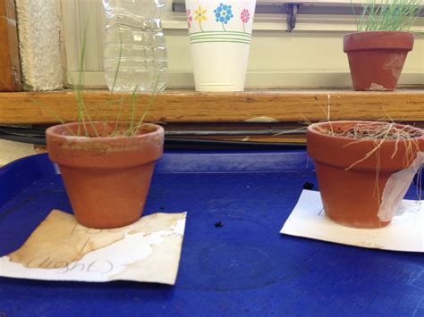 Bits and Pieces of Middle School: Plant Growth Experiments