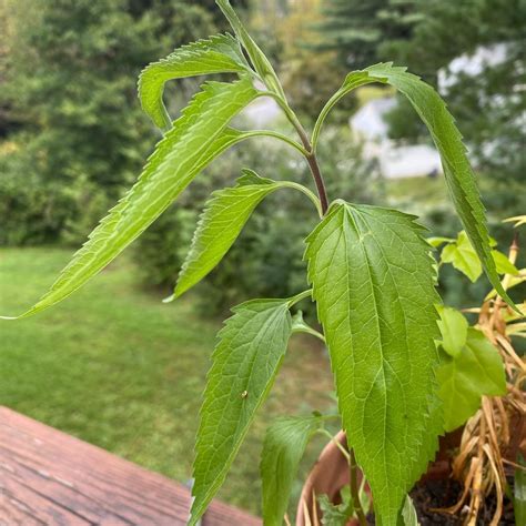 fall boneset Identification Plant Identification, Plant Leaves, Earth, Fall, Plants, Products ...