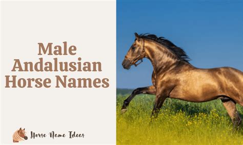 250 Male Andalusian Horse Names (With Meanings) - HorseNameIdeas.com