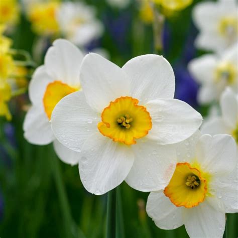 Daffodil Meaning: Symbolism and Significance of the Flower