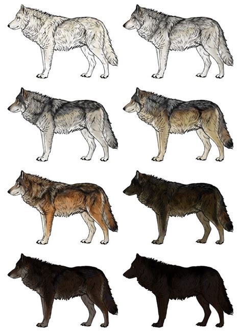 Monika Zagrobelna shares her immense talent at drawing animals by breaking down wolves part by ...