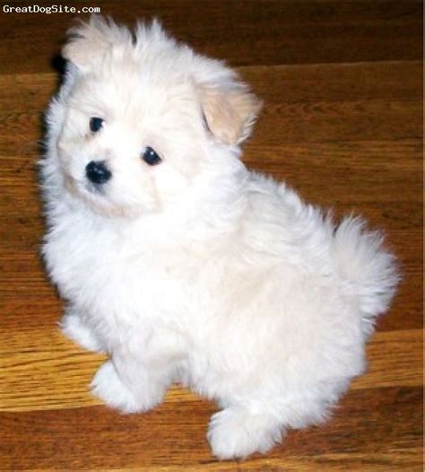 Pomeranian X Maltese Price - Pets Lovers