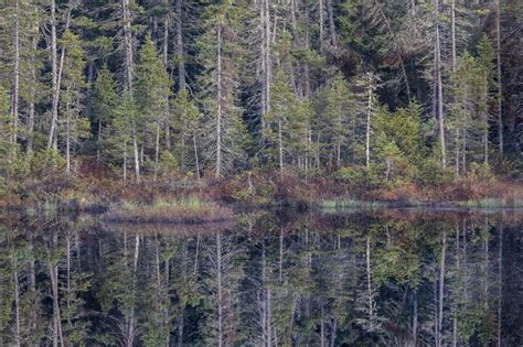 Changing: The Evolution of Boreal Forests - Blue Earth Alliance