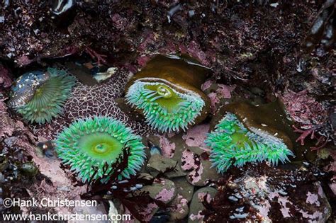 Moss Beach tide pools, Fitzgerald Marine Preserve, California. | Moss ...