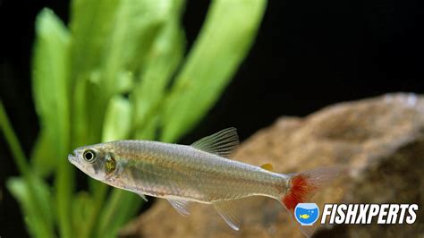 The Bloodfin Tetra: Care, Species and Breeding (An Aquarium Guide) - Fishxperts