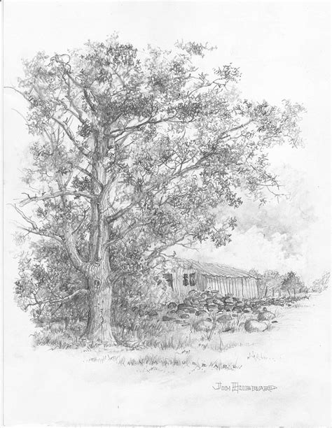 Pecan Tree Drawing by Jim Hubbard - Fine Art America