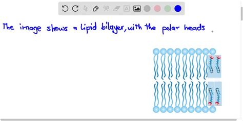 SOLVED: by circles and the hydrophobic tails represented by lines The image shows- lipid bilayer ...