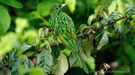 African Emerald Cuckoo adult male - John Caddick | John Caddick