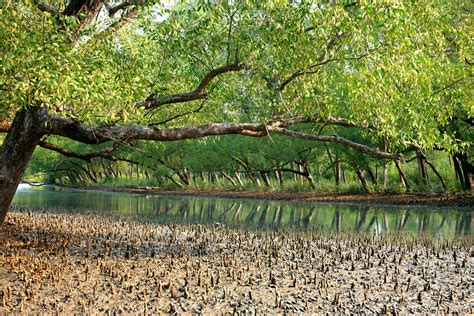 Sundarban Tour Bangladesh with low cost and full of Adventure