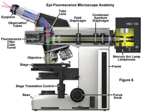 ZEISS Microscopy Online Campus | Microscopy Basics | Fluorescence ...