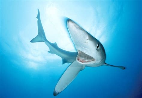 Blue Shark - Sharks Photo (7462644) - Fanpop