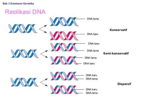 3 Model Replikasi DNA - The Power of Biology