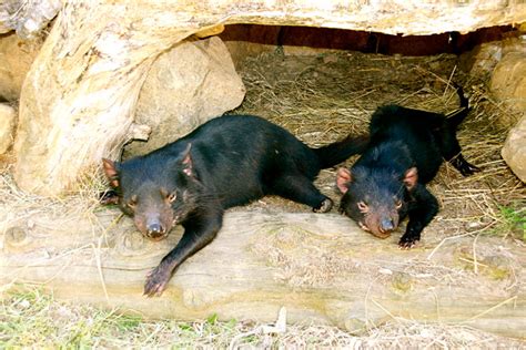 Tasmanian Devil Conservation Park Review - Australian Traveller