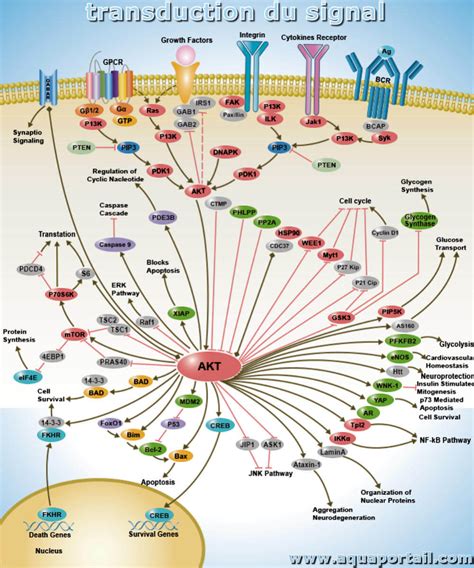 Transduction du signal : définition et explications – AquaPortail