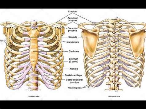 Ribs Anatomy Posterior