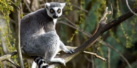 Ring-tailed lemur | Smithsonian's National Zoo and Conservation Biology ...