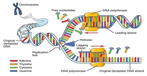 Prokaryotic DNA Replication- Enzymes, Steps and Significance