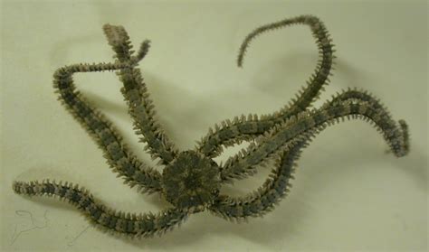 The Echinoblog: Let's Learn About Multi-armed OPHIUROIDS!