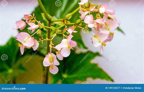 Pink Flowers of Begonias on the Background of Green Leaves. Growing Indoor Plants_ Stock Image ...