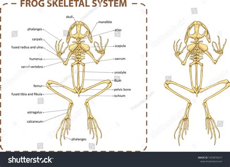 Frog Skeleton