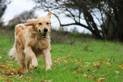 Top 7 Best Field Golden Retriever Breeders In The U.S.