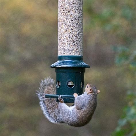 The Best Squirrel-Proof Bird Feeders and 12 Tips That Work - Birds and Blooms