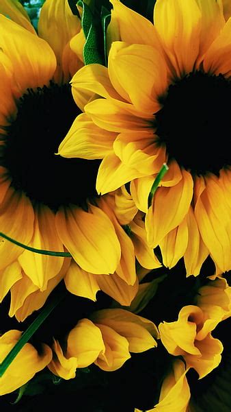 Sunflower Wallpaper Iphone Xr | Best Flower Site