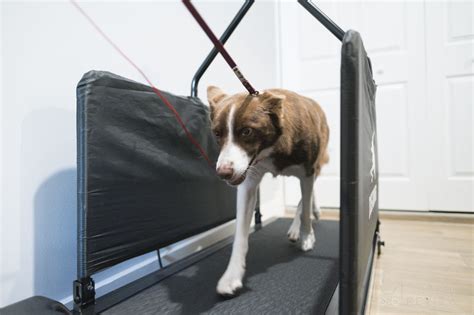 Dog Treadmill - Why would a dog need a treadmill?