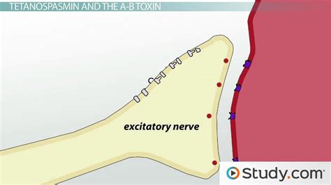 Tetanus: Symptoms, Treatment & Prevention - Lesson | Study.com