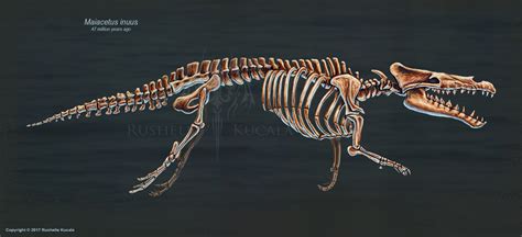 Maiacetus inuus Skeletal Study by TheDragonofDoom on DeviantArt