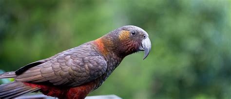 Kākā | NZ Bird Species | Auckland Zoo