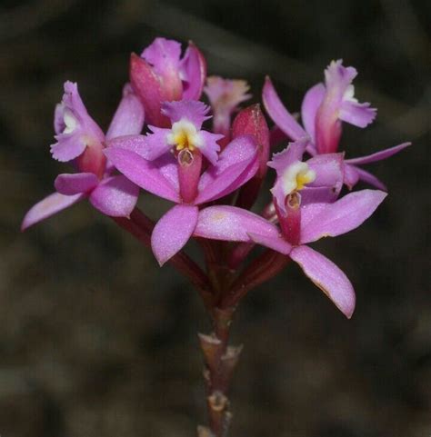 Epidendrum secundum, Atlantic forest biome, Brazil | Orchids, Cattleya, Biomes