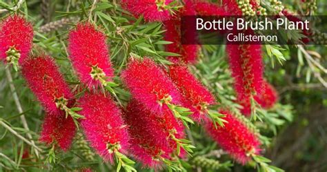 Bottle Brush Tree Care: How To Grow The Callistemon