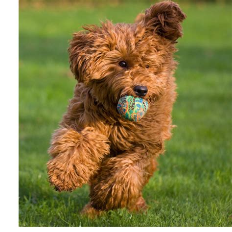 Home | Salland Hills Australian Labradoodles