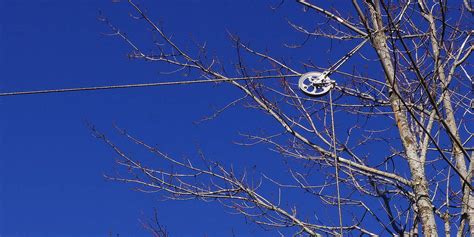 Long Wire Antenna Attached To Tree With Pulley & Counterweight