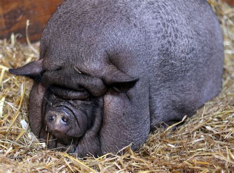 Maybelle, an abused, overweight pig from Billerica, is on the mend - The Boston Globe