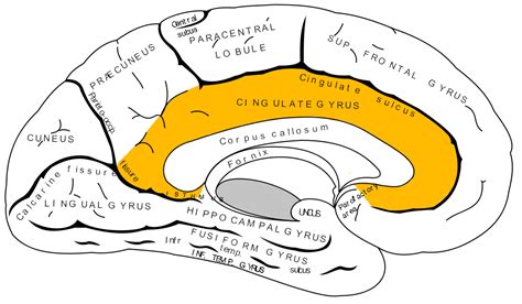 File:Gray727 cingulate gyrus.png - Wikipedia