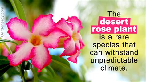 Names of Really Rare Flowers You'll Be Stunned to Know About - Gardenerdy