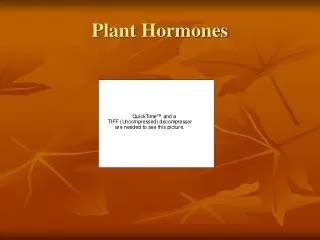 PPT - Plant Hormones and Plant Reproduction PowerPoint Presentation ...