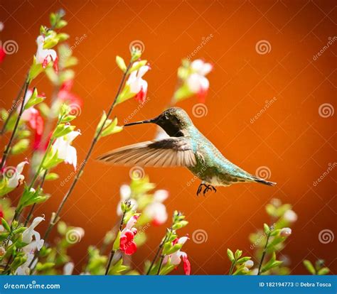 Hummingbird Pollination Feeding Flowers Royalty-Free Stock Photo | CartoonDealer.com #182194773