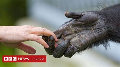 Por qué los humanos, a diferencia de otros primates, no tenemos el ...