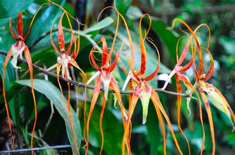 Monteverde Orchid Garden: Big display of tiny flowers