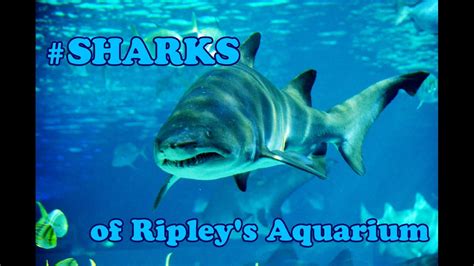 Sharks of Ripley's Aquarium - YouTube